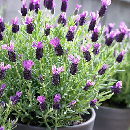 Stoechas (Spanish), Lavender Seeds - 5,000 Seeds image number null
